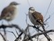 Brown-backed Mockingbird (Mimus dorsalis)