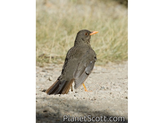 Chiguanco Thrush (Turdus chiguanco)