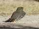 Chiguanco Thrush (Turdus chiguanco)