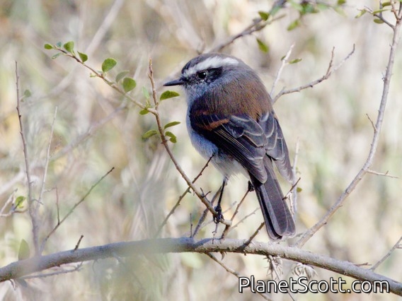 Crowned Chat-Tyrant (Silvicultrix frontalis)