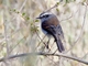 Crowned Chat-Tyrant (Silvicultrix frontalis)