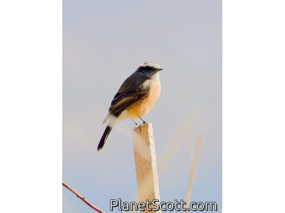 d'Orbigny's Chat-Tyrant (Ochthoeca oenanthoides)