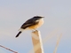 d'Orbigny's Chat-Tyrant (Ochthoeca oenanthoides)