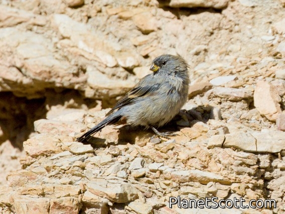 Band-tailed Sierra Finch (Rhopospina alaudina)