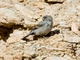 Band-tailed Seedeater (Catamenia analis)