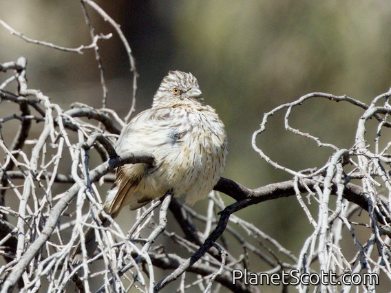 White-tipped Plantcutter (Phytotoma rutila)