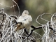White-tipped Plantcutter (Phytotoma rutila)