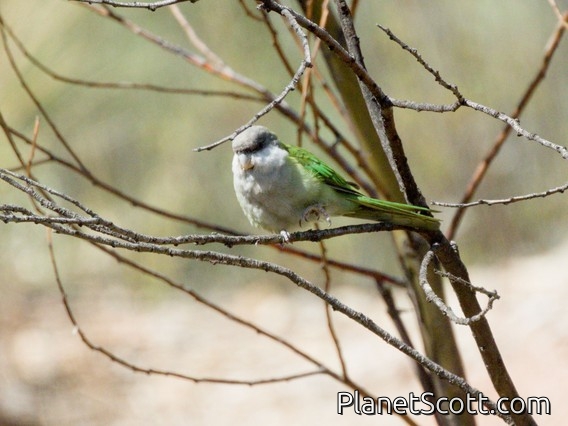 Gray-hooded Parakeet (Psilopsiagon aymara)