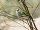 Gray-hooded Parakeet (Psilopsiagon aymara)
