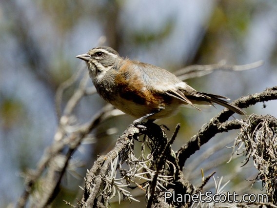 Rufous-sided Warbling Finch (Poospizopsis hypochondria)