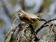 Rufous-sided Warbling Finch (Poospiza hypochondria)