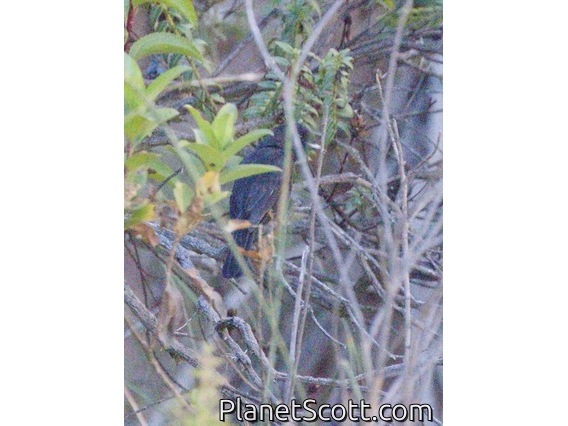 White-winged Black-Tyrant (Knipolegus aterrimus)