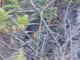 White-winged Black-Tyrant (Knipolegus aterrimus)