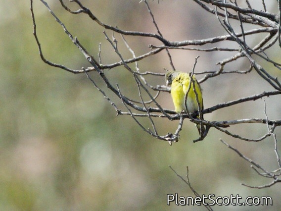 Yellow-bellied Siskin (Spinus xanthogastrus)