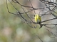Yellow-bellied Siskin (Spinus xanthogastrus)