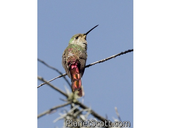 Red-tailed Comet (Sappho sparganurus)