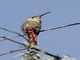 Red-tailed Comet (Sappho sparganurus)