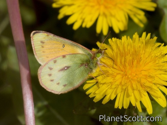 Clouded Yellow (Colias sp)