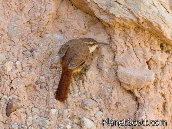 Rock Earthcreeper (Ochetorhynchus andaecola)