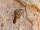 Rock Earthcreeper (Ochetorhynchus andaecola)