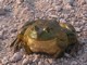 American Bullfrog (Rana catesbeiana)