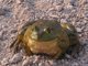 American Bullfrog (Rana catesbeiana)