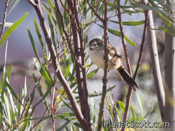 Rusty-vented Canastero (Asthenes dorbignyi)