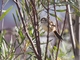Rusty-vented Canastero (Asthenes dorbignyi)