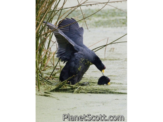 Slate-colored Coot (Fulica ardesiaca)