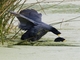 Slate-colored Coot (Fulica ardesiaca)