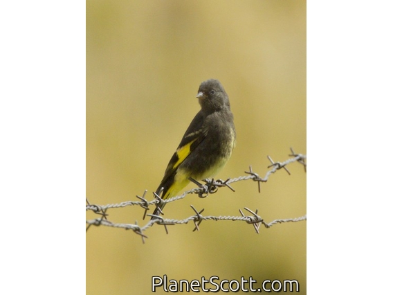Black Siskin (Spinus atratus)