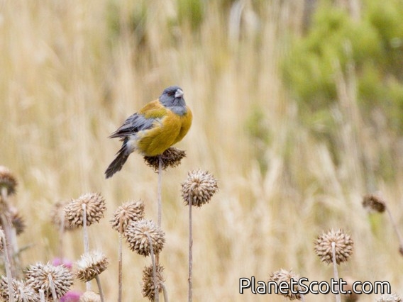Peruvian Sierra Finch (Phrygilus punensis)