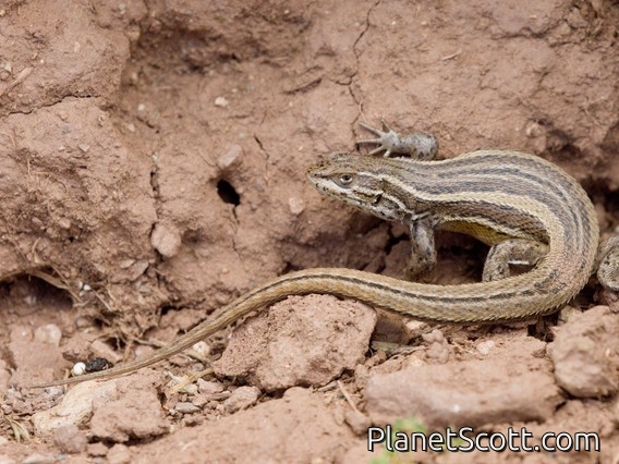 Brilliant Smooth-throated Lizard (Liolaemus alticolor)