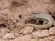 Brilliant Smooth-throated Lizard (Liolaemus alticolor)