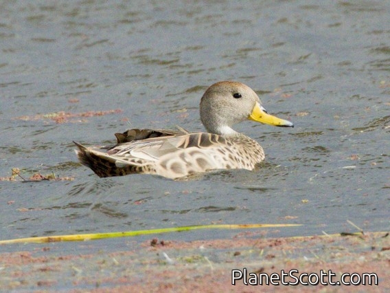 Yellow-billed Pintail (Anas georgica)