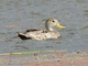 Yellow-billed Pintail (Anas georgica)