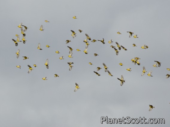 Bright-rumped Yellow-Finch (Sicalis uropygialis)