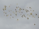 Bright-rumped Yellow-Finch (Sicalis uropygialis)