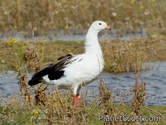 Andean Goose (Oressochen melanopterus)