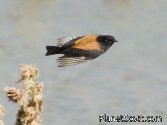 Andean Negrito (Lessonia oreas)