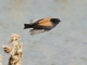 Andean Negrito (Lessonia oreas)