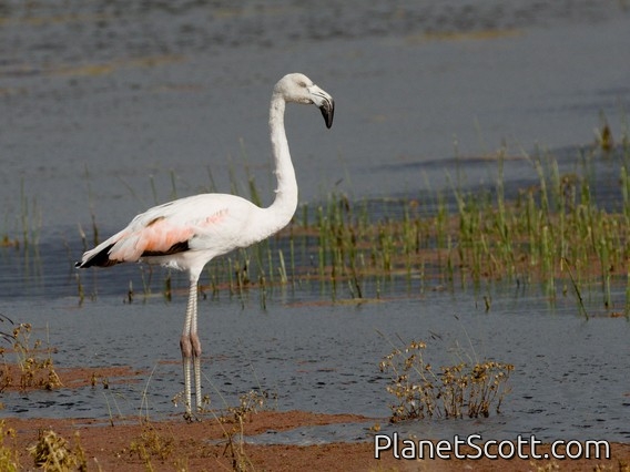 Chilean Flamingo (Phoenicopterus chilensis)