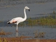 Chilean Flamingo (Phoenicopterus chilensis)
