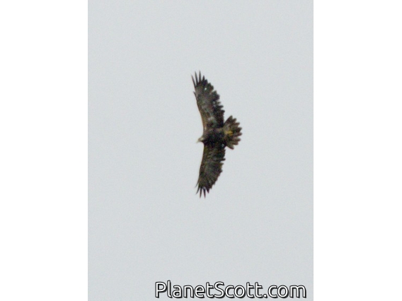 Black-chested Buzzard-Eagle (Geranoaetus melanoleucus)