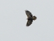 Black-chested Buzzard-Eagle (Geranoaetus melanoleucus)