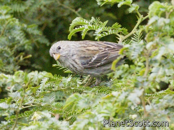 Plain-colored Seedeater (Catamenia inornata) - Female