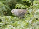 Plain-colored Seedeater (Catamenia inornata) - Female
