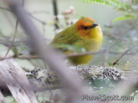 Rust-and-yellow Tanager (Thlypopsis ruficeps)