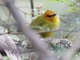 Rust-and-yellow Tanager (Thlypopsis ruficeps)