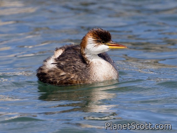Titicaca Grebe (Rollandia microptera)